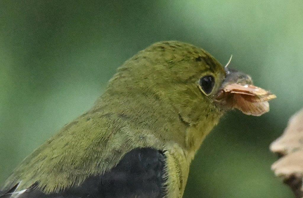 Scarlet Tanager in fall plumage