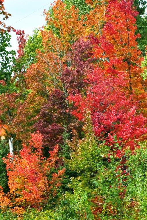 Color