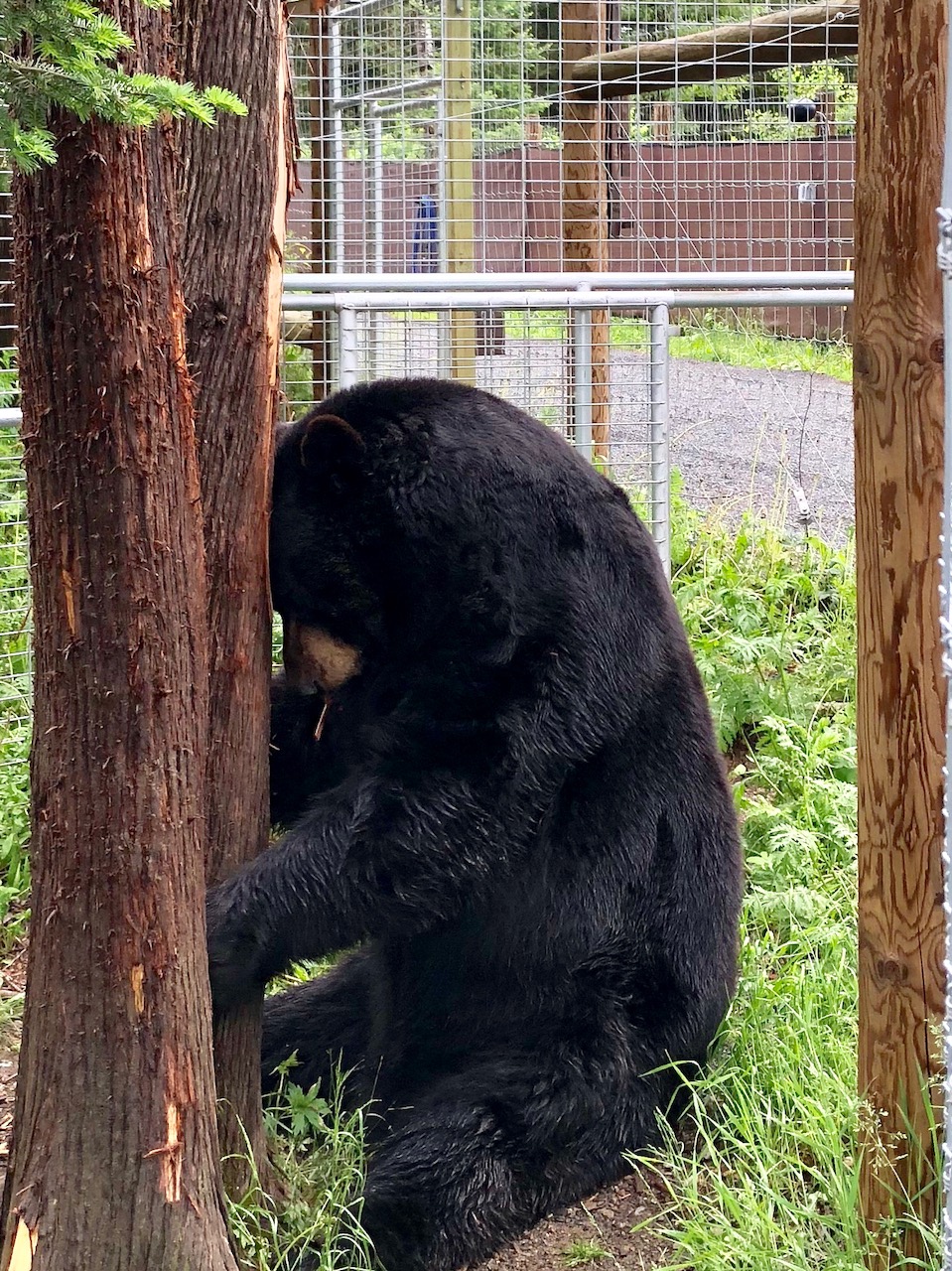 Ted