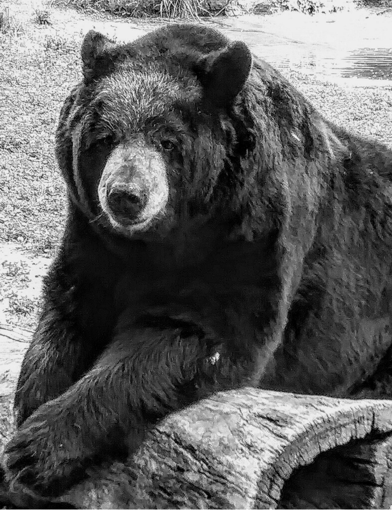 Ted
