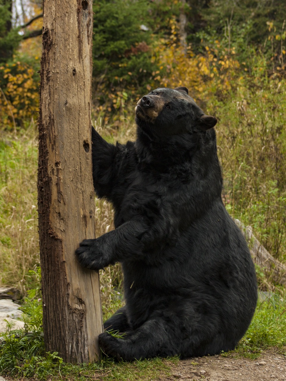 Ted
