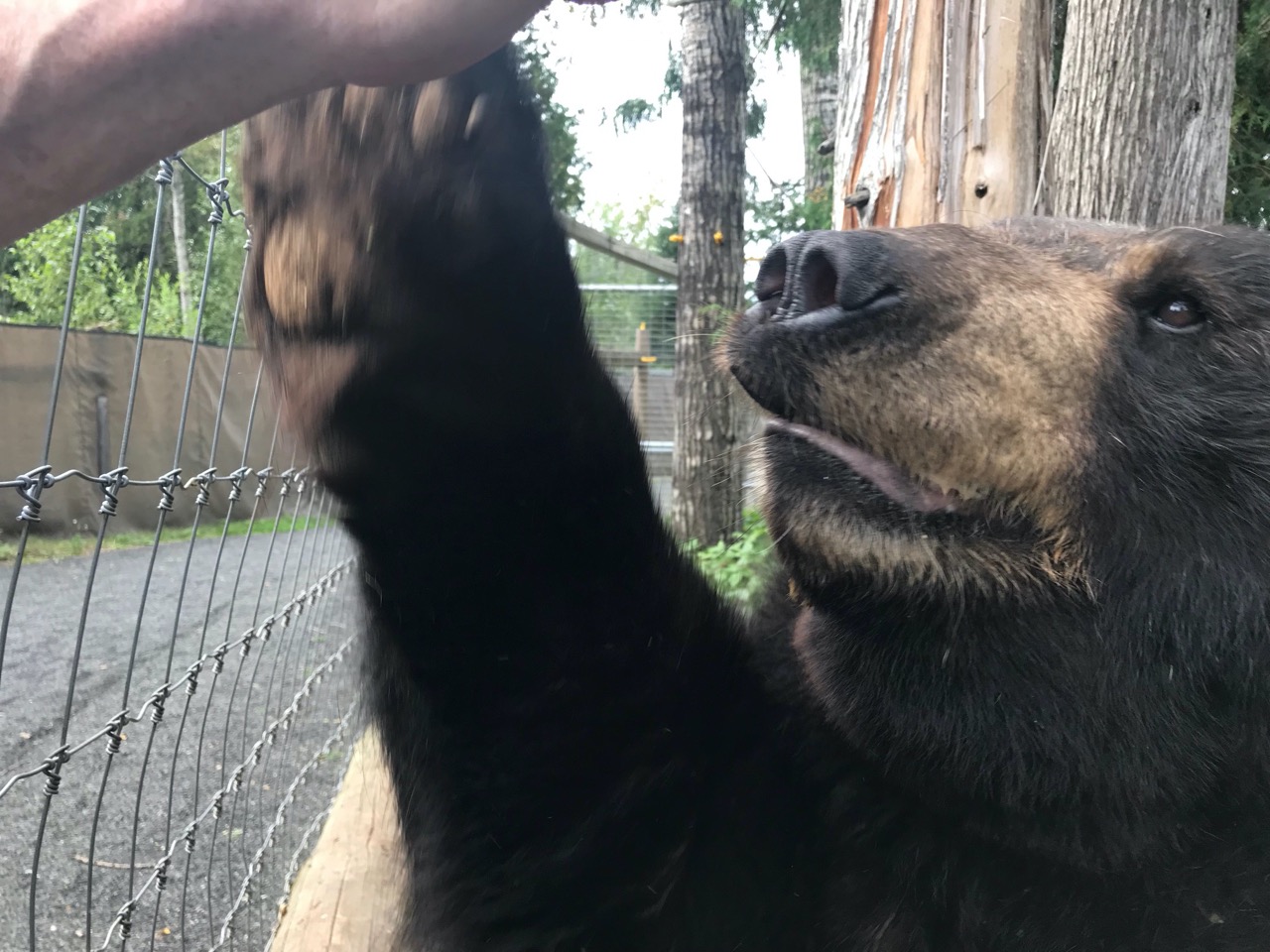 Ted