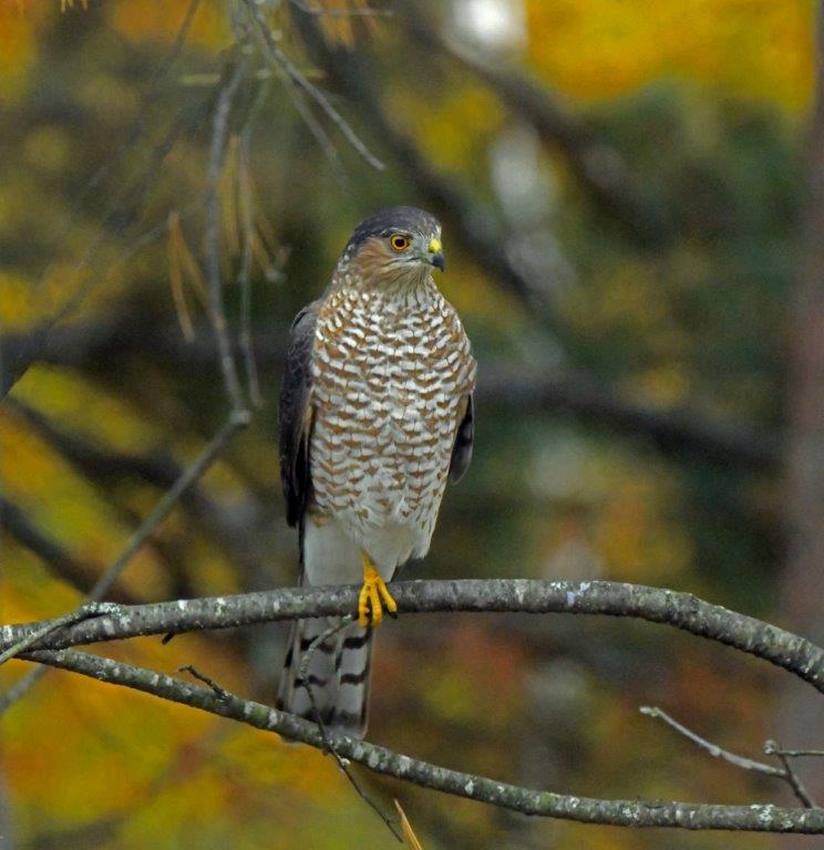Sharp-shinned hawk