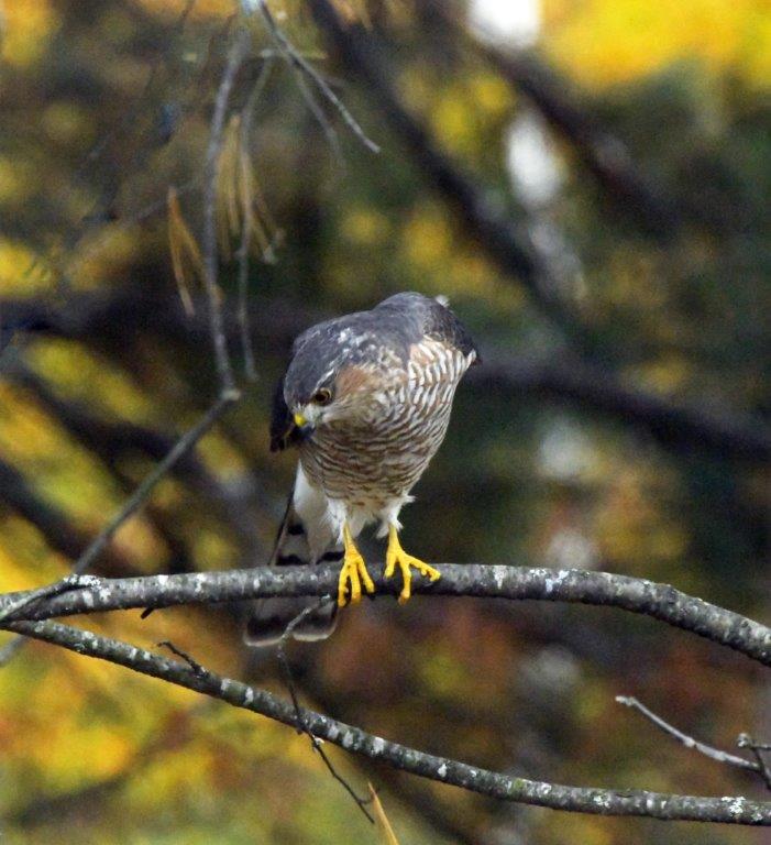 Sharp-shinned hawk