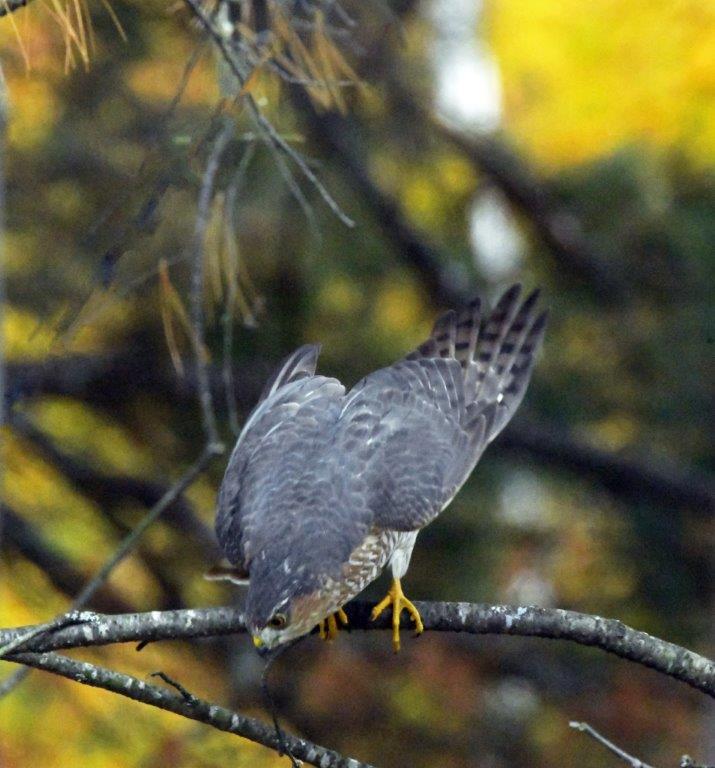 Sharp-shinned hawk