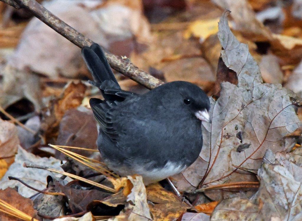 Dark-eyed junco