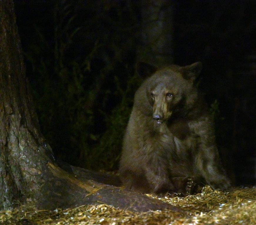 Brown mystery yearling
