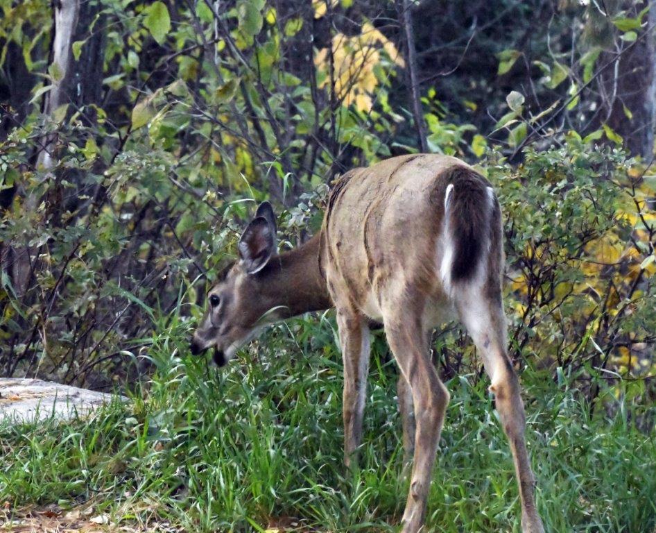 Deer eating grass and weeds
