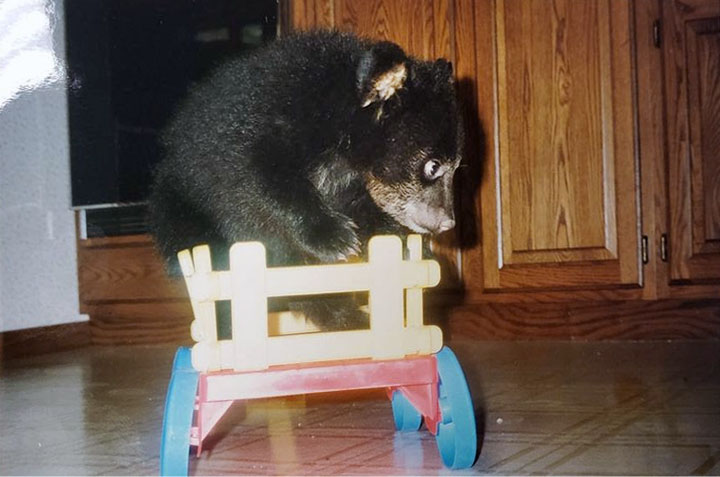 Ted as a cub
