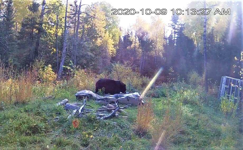 Ted enjoying rye grass