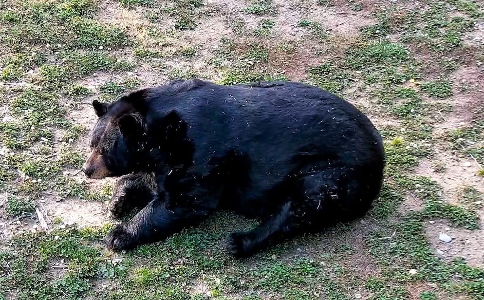 20201009 enjoying the morning sun