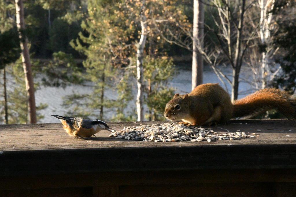Nuthatch grabbing a seed