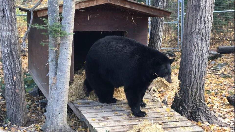Tasha