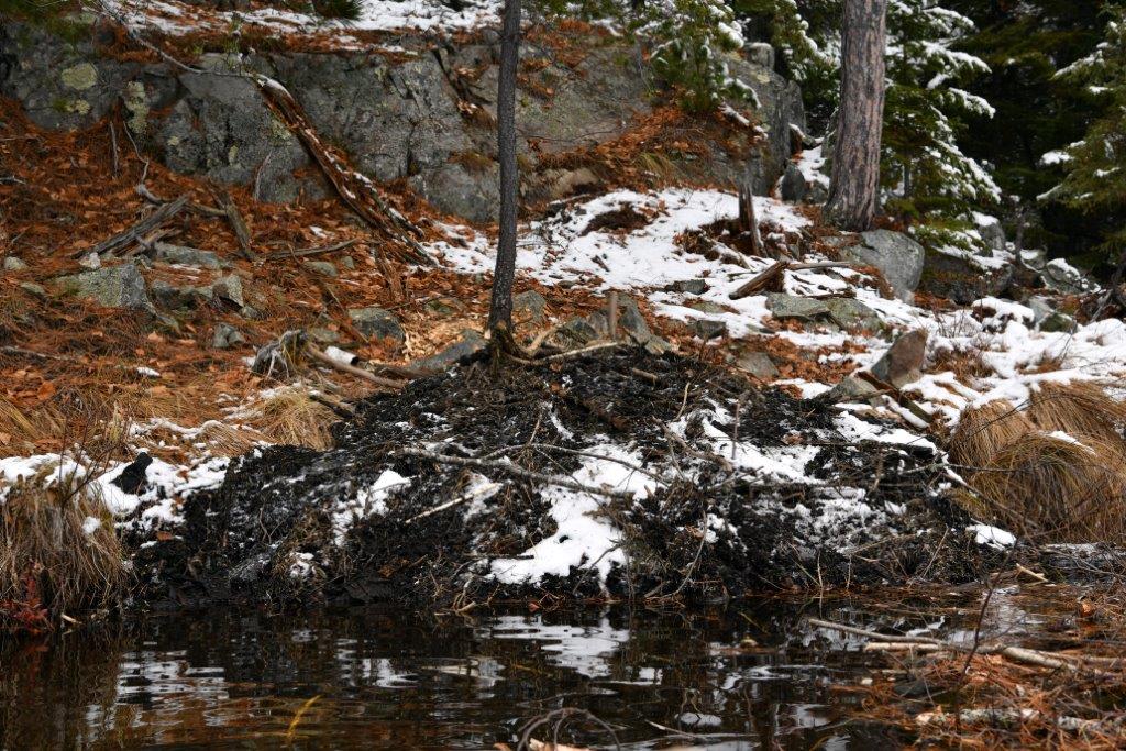 Beaver lodge finished on 10-19-20