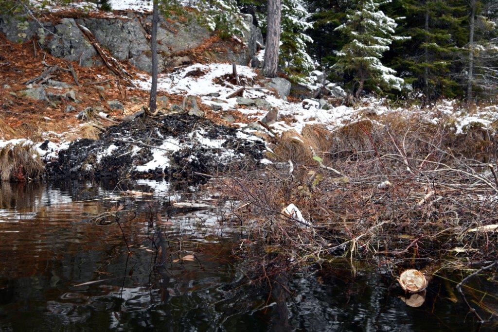 New Beaver Lodge with Food Cache