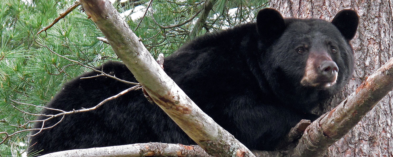 Bear in White Pine - WRI File Photo