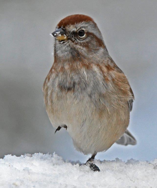 American tree sparrow