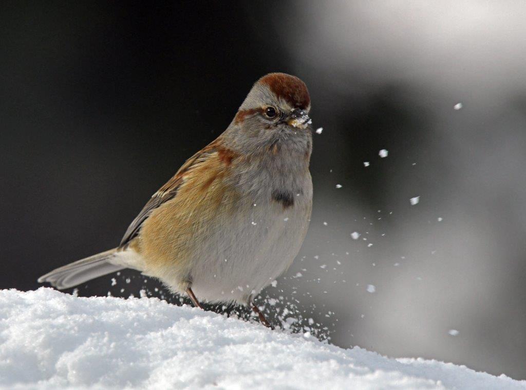 American Tree Sparrow