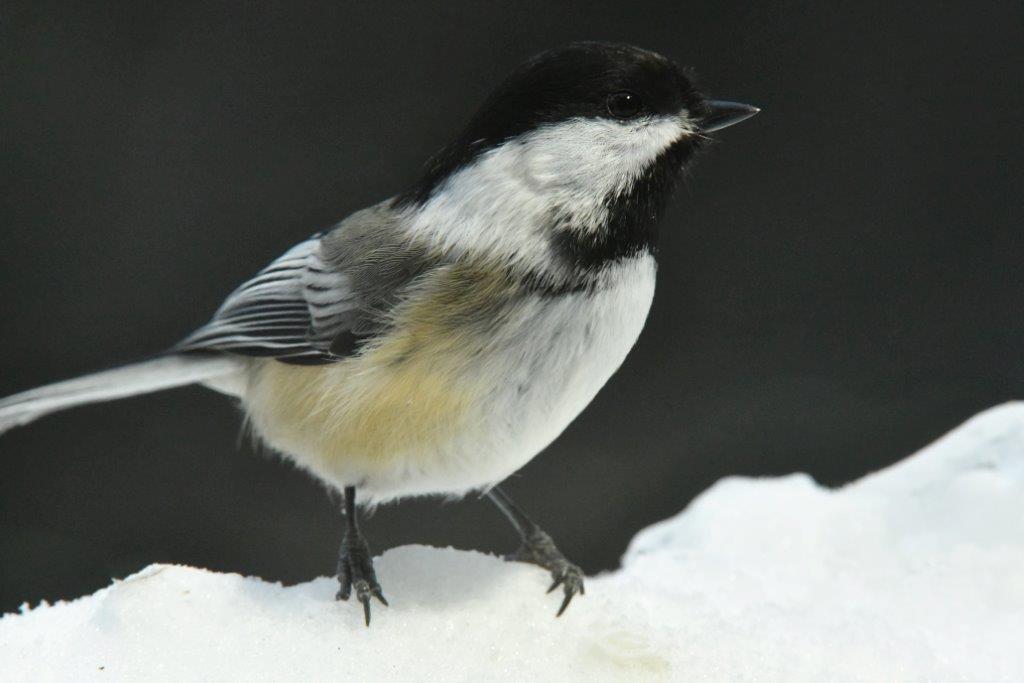 Chickadee