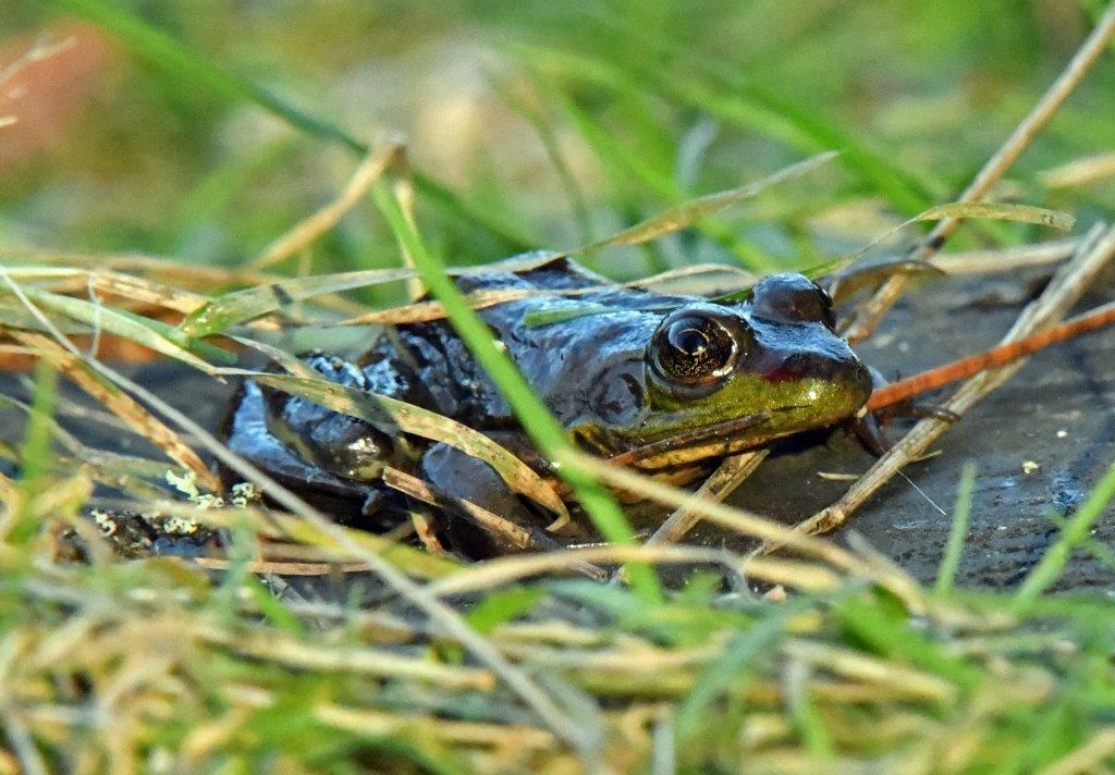 Green frog