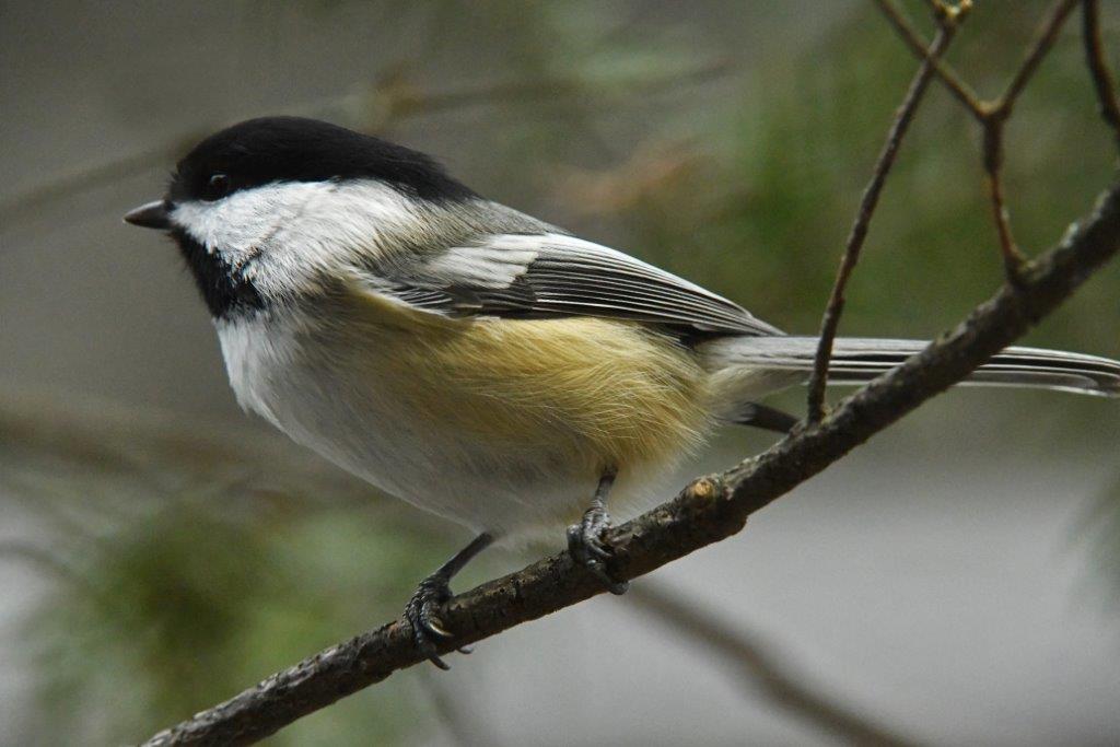 Black-capped Chickadee (WRI file photo)
