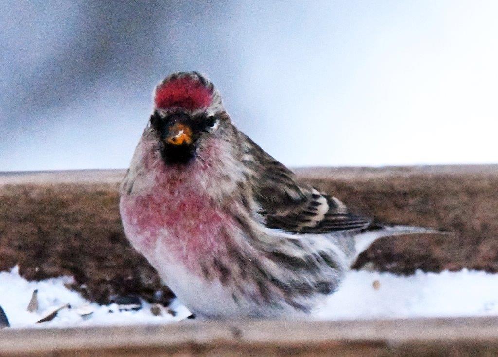 Common redpoll