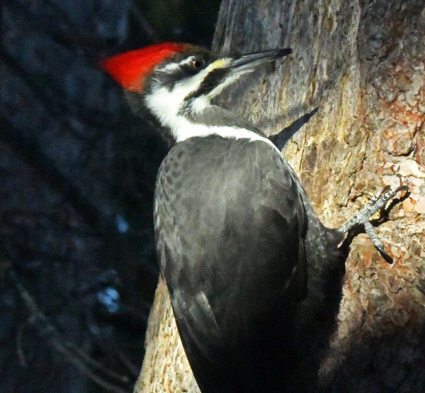 Pileated woodpecker female