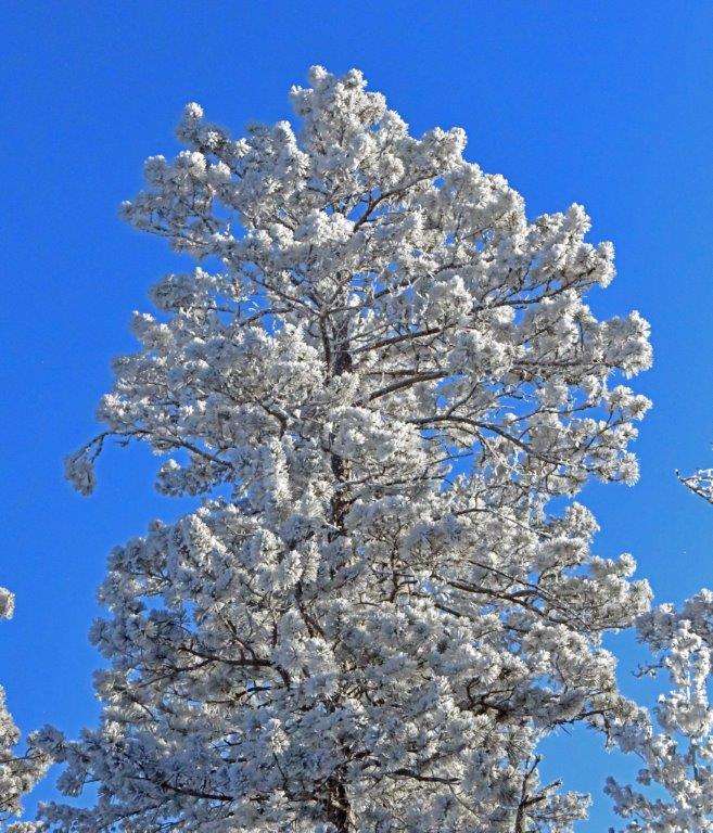 Rime Ice on Red Pine