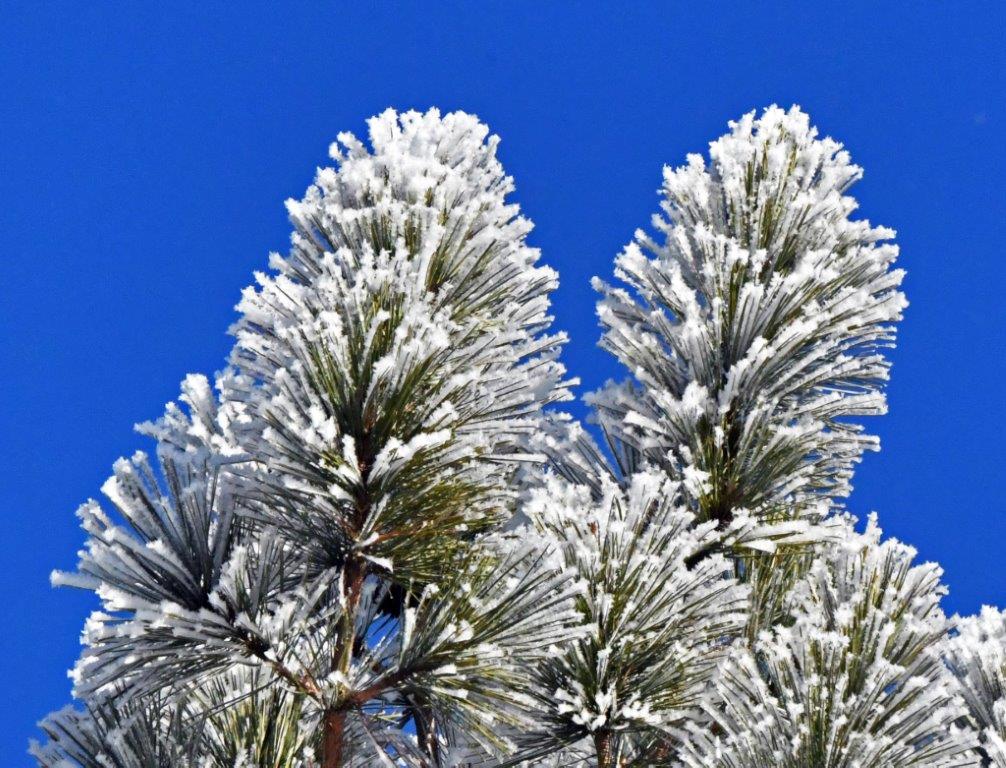 Rime Ice on Red Pine