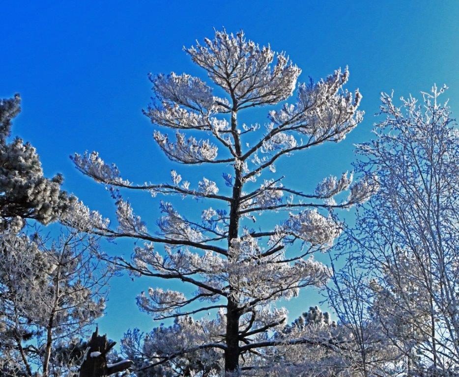 Rime Ice on White Pine