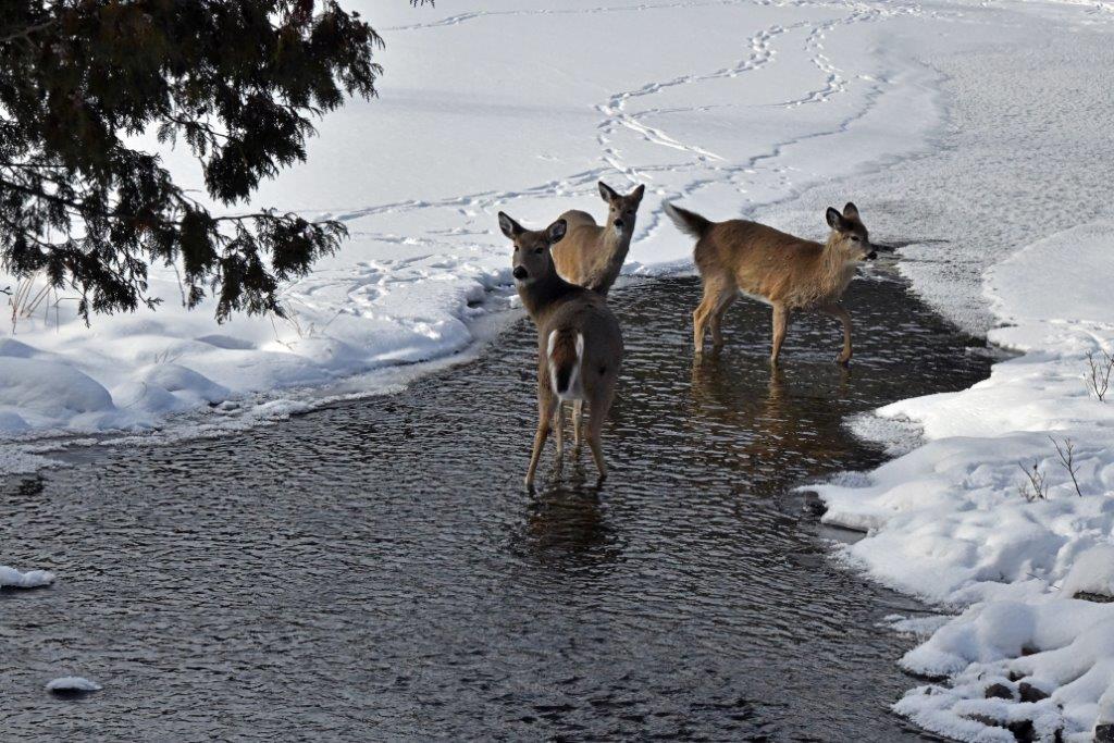 Deer in stream