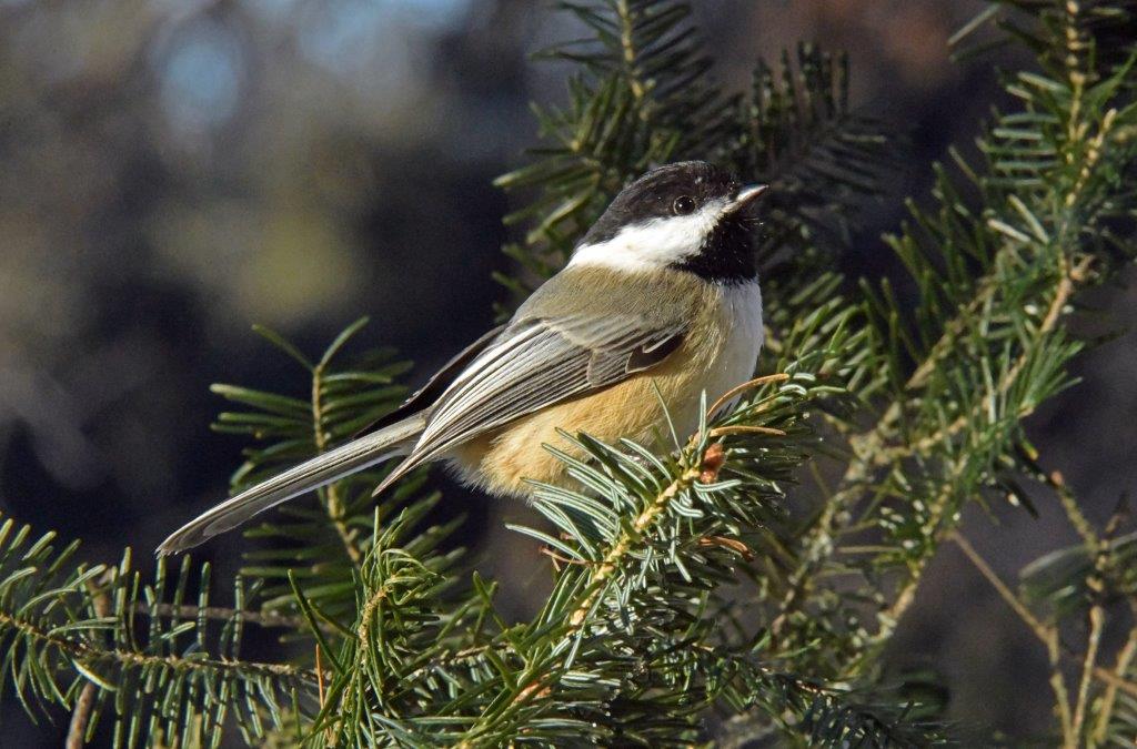 Chickadee