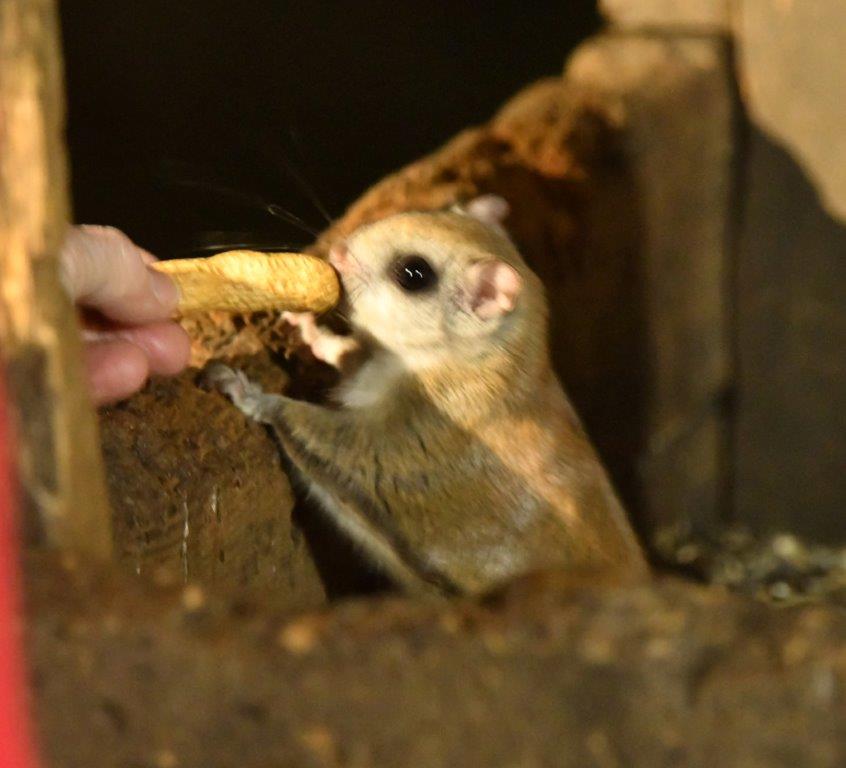 Flying Squirrel taking peanut