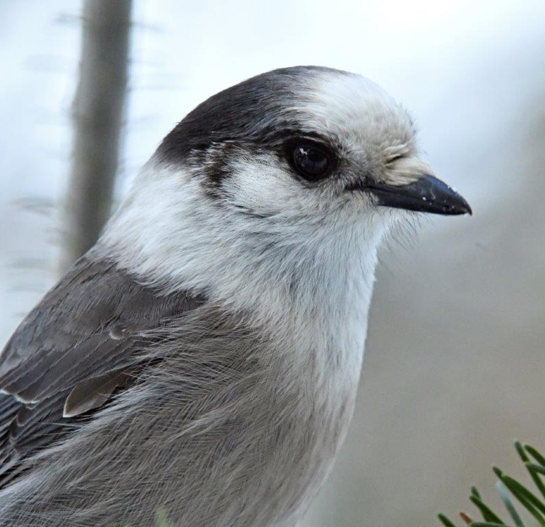 Gray Jay