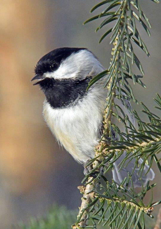 Chickadee