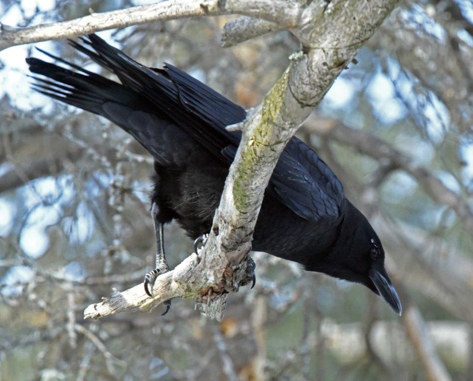 Crow
