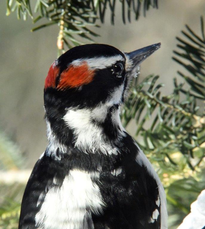 Hairy Woodpecker Male