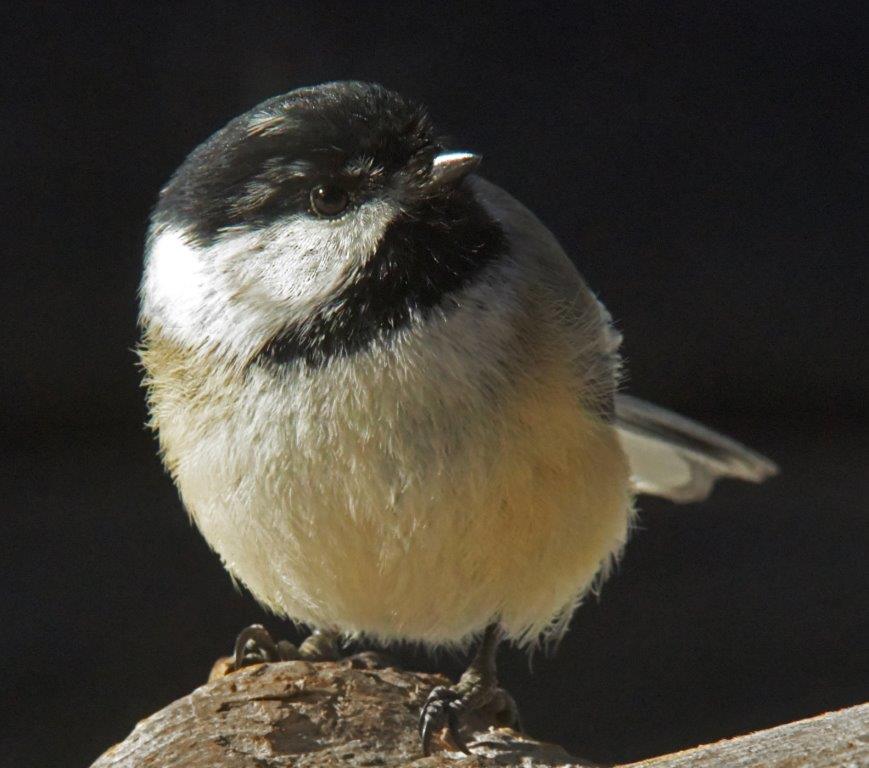 Chickadee with spot