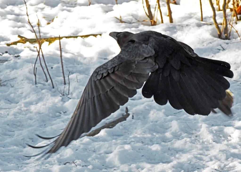 Raven flying away
