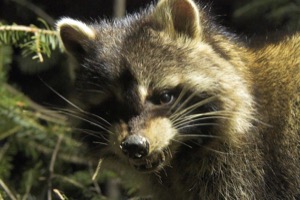 Raccoon
