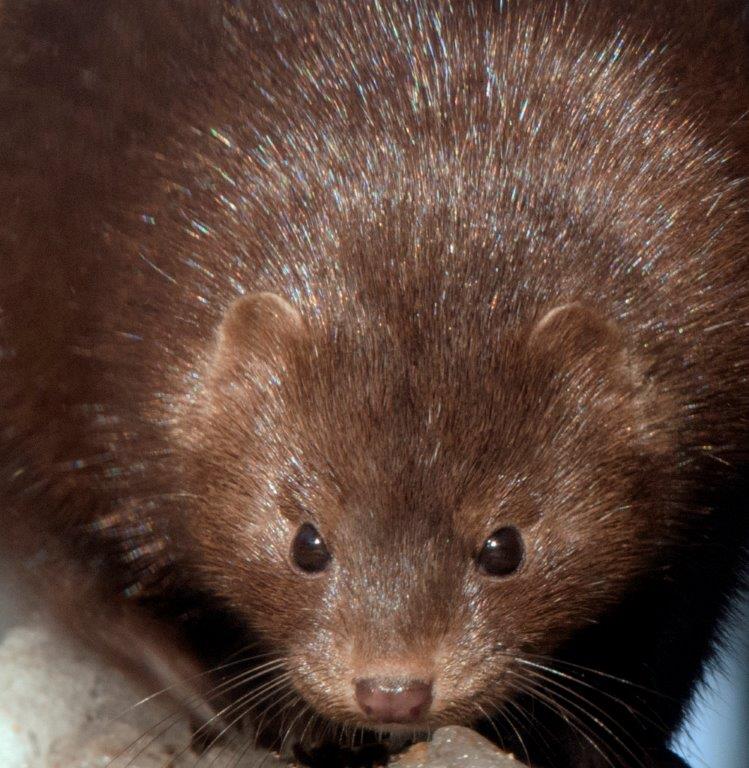 Mink Spot