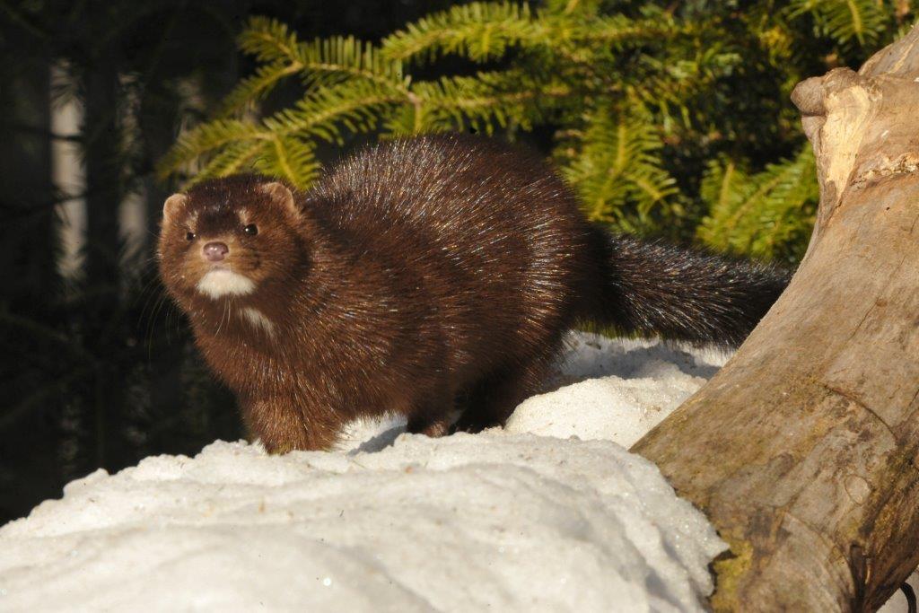 Mink Spot