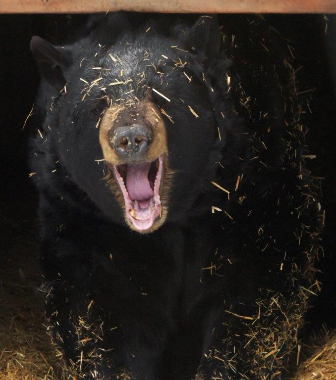 Ted yawn