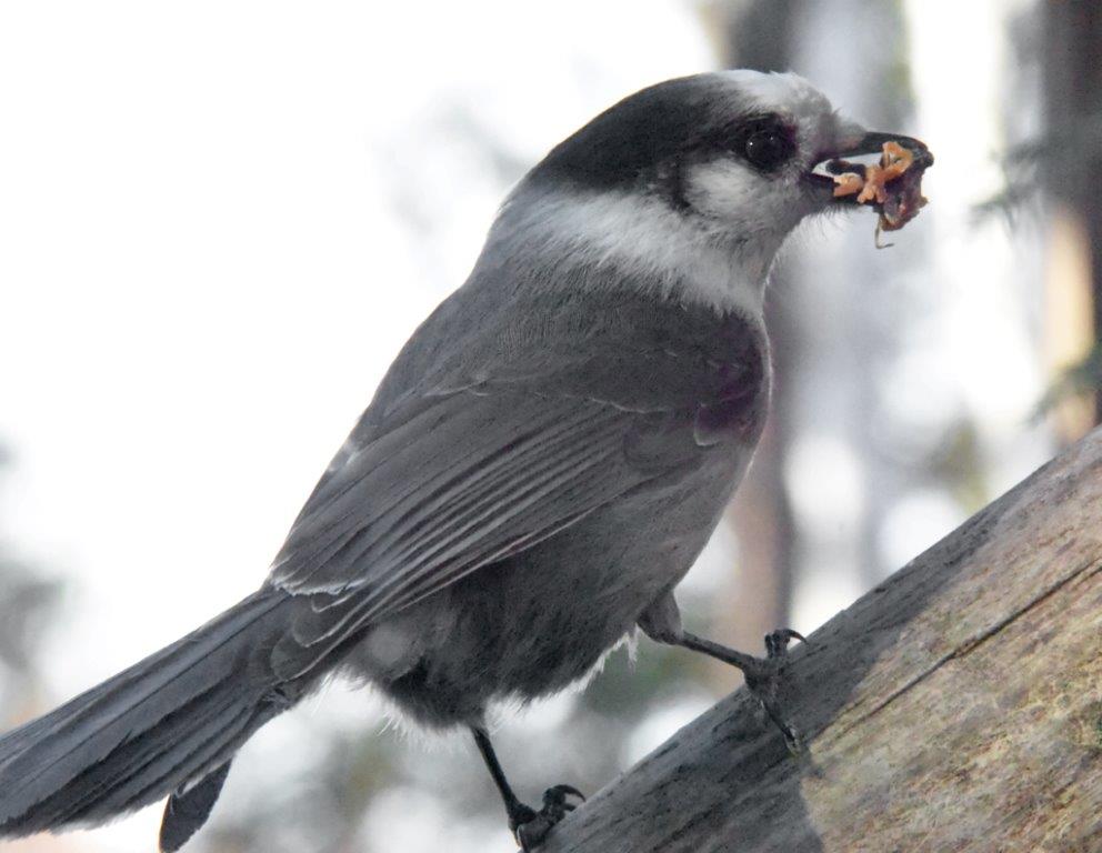 Gray jay with rib meat