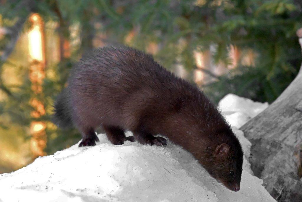 Mink Spot also on the hunt