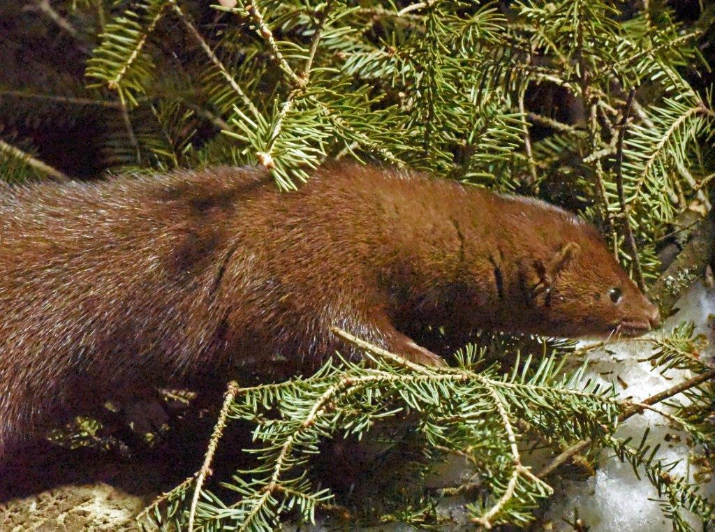 Mink guitar hunting for bologna