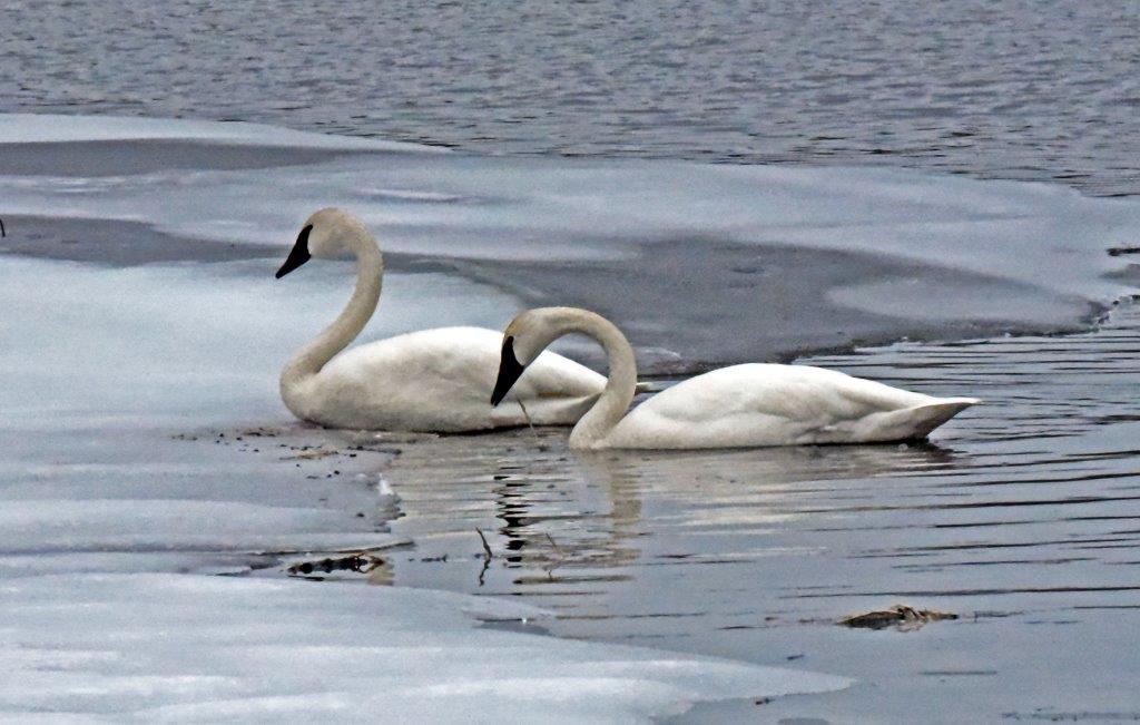 Trumpeter Swans