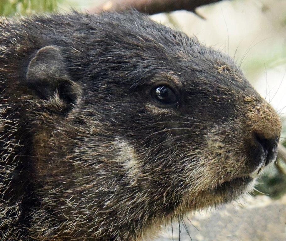 Woodchuck male id