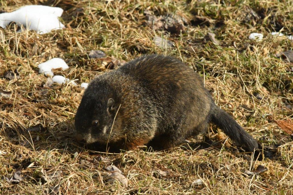 Woodchuck Male