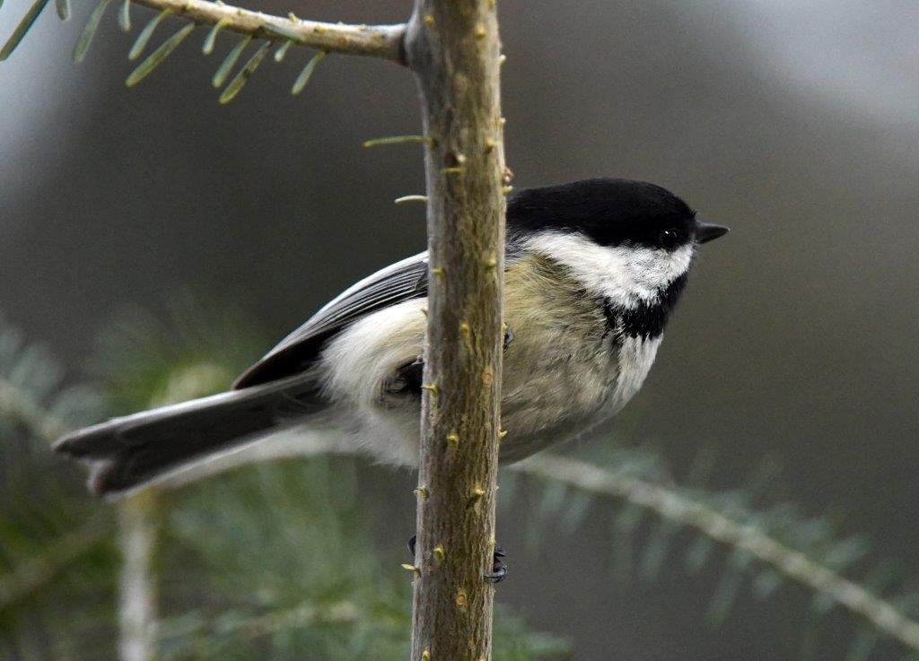 Chickadee